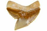 Fossil Tiger Shark (Galeocerdo) Tooth - Bone Valley, Florida #299502-1